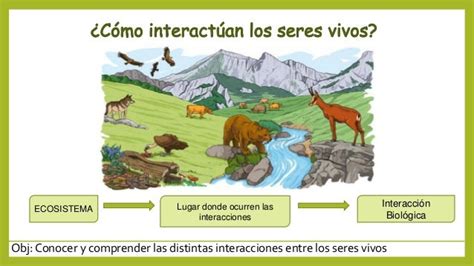 Interacciones En Los Ecosistemas