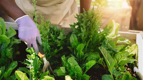 O Que Plantar Na Horta De Quintal Vejas Essas Dicas De Plantas Lindas