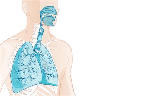 Compartir El Sistema Respiratorio Dibujo Ltima Camera Edu Vn 14400