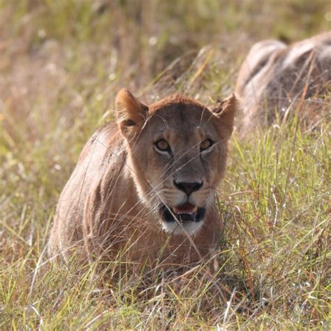 Lion Hiding In The Long Grass Bo Sorensen