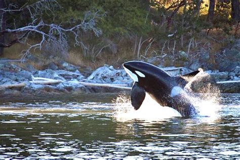 History of Vancouver Whale Watching