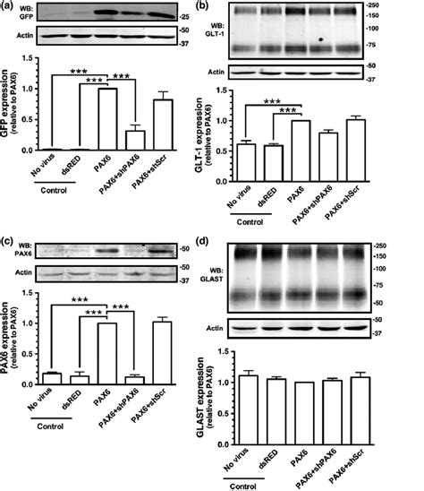 Effects Of Pax And Shrna Against Pax On The Levels Of Enhanced Green