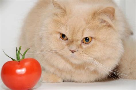 Los Gatos Pueden Comer Tomate Toxicidad Beneficios Y C Mo Ofrecerlo