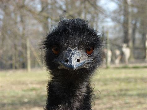 Picture 1 of 8 - Emu (Dromaius Novaehollandiae) Pictures & Images ...