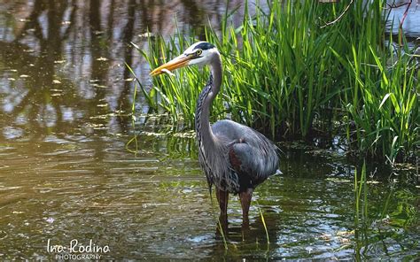 Heron Reeds Bird Latvia Water Hd Wallpaper Pxfuel