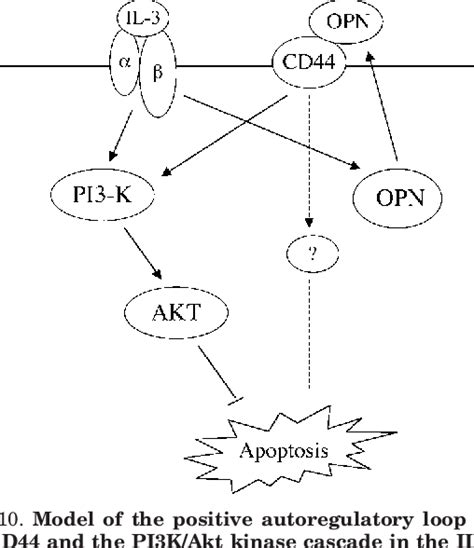 Figure 10 From The Osteopontin Cd44 Survival Signal Involves Activation