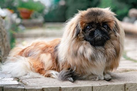 Can Pekingese Eat Human Food