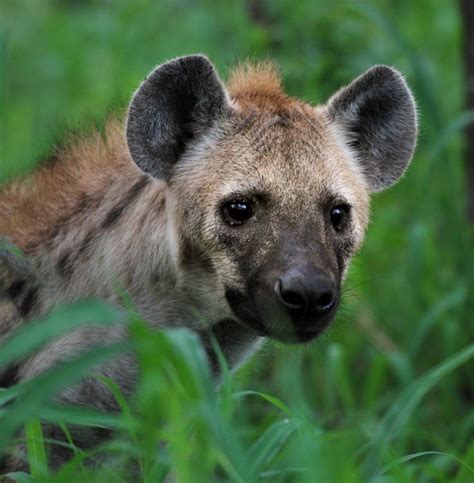 Gray Hyena Through Grass · Free Stock Photo