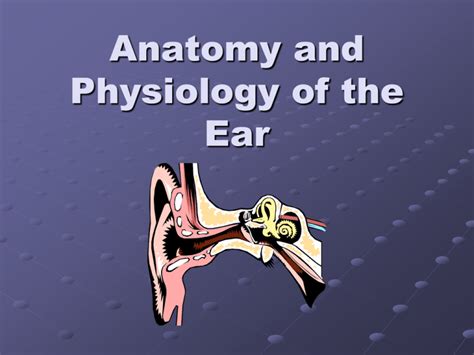 Anatomy And Physiology Of The Ear