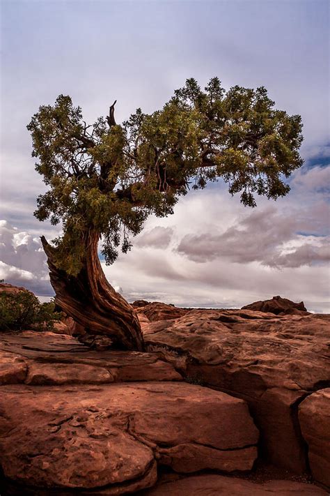 Lone Tree Photograph By Jay Stockhaus Fine Art America