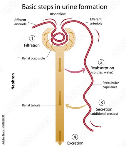 Formation of urine - Buy this stock illustration and explore similar ...