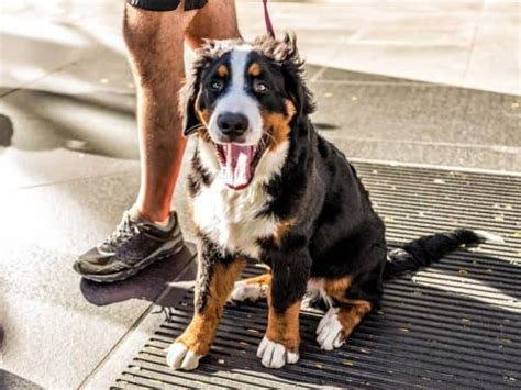 What Is A Calico Dog Unraveling The Mystery Of Calico