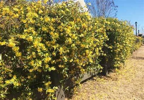 Yellow Jasmine Vine - Walmart.com