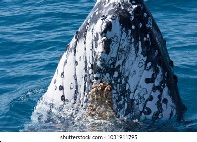 1,111 Whale Skin Images, Stock Photos, 3D objects, & Vectors | Shutterstock