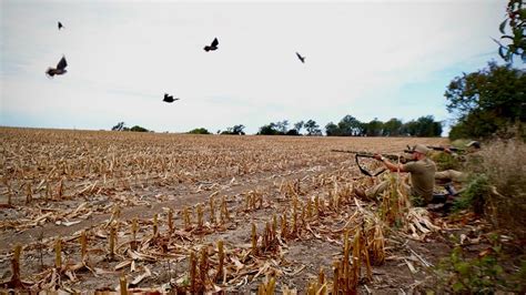 Two Man LIMIT Of Doves On This Fresh Cut Corn Field So Many Doves