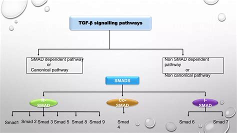 Tgf beta signalling pathway | PPT