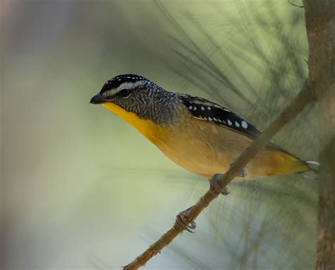 Spotted Pardalote One Of Our Favourite Birds — Atlas Of Life