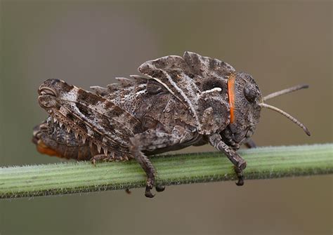 Taxonomy Pamphagidae