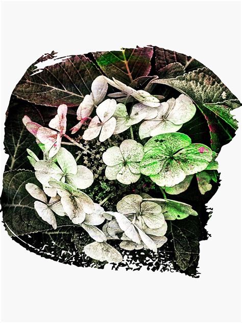 HYDRANGEAS Sticker For Sale By MidnightStudio Redbubble