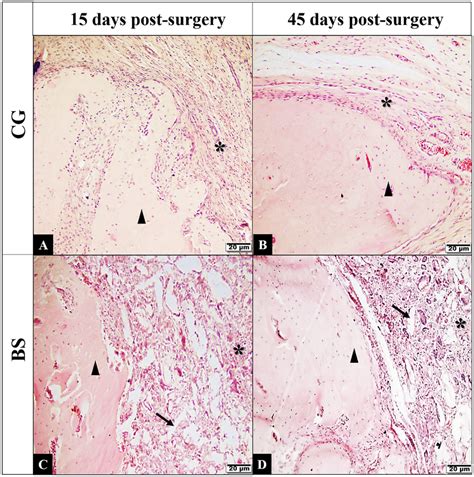 Representative Histological Sections Of Cranial Bone Defects Of The Download Scientific Diagram