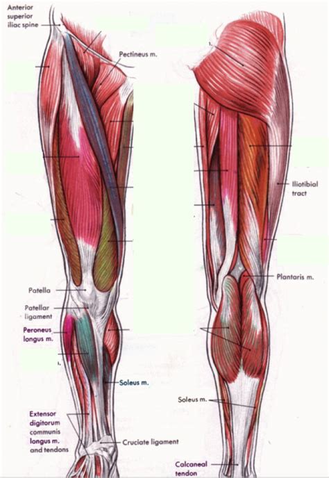 human leg anatomy Diagram | Quizlet