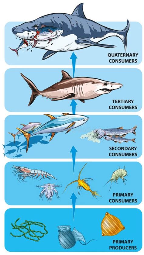 Ocean Food Chain Stock Illustrations – 644 Ocean Food Chain Stock ...