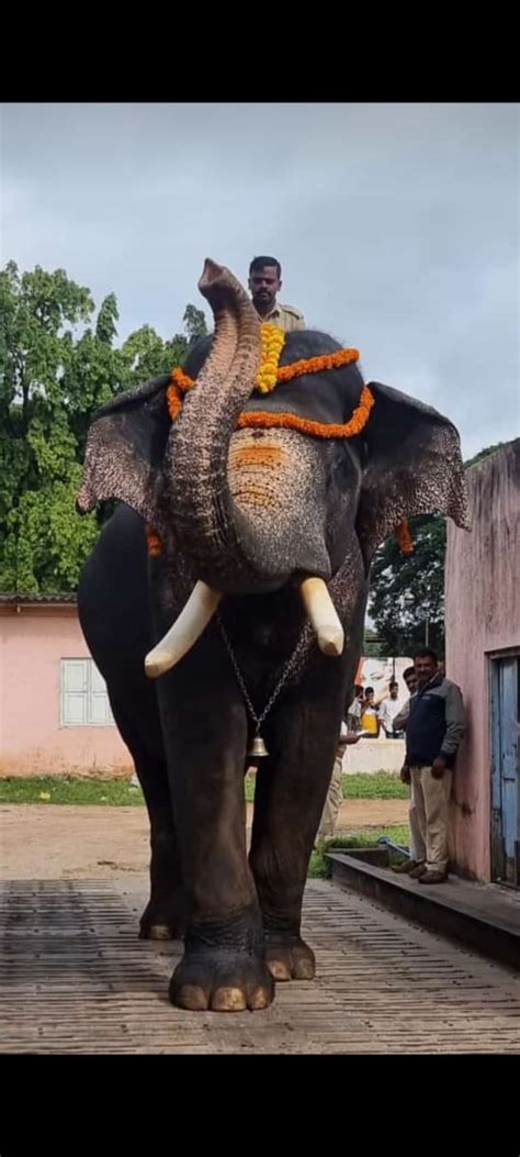 With 5,660 kg, Arjuna the strongest among Dasara elephants : Welcome to Mysooru News