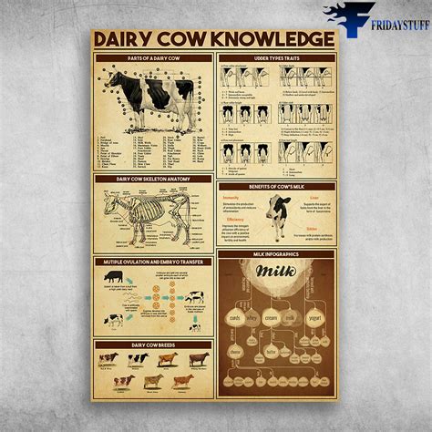 Dairy Cow Knowledge Benefits Of Cow's Milk - FridayStuff