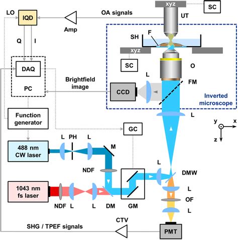 Scheme Of The Hybrid Fd Om And Multiphoton Microscopy Setup