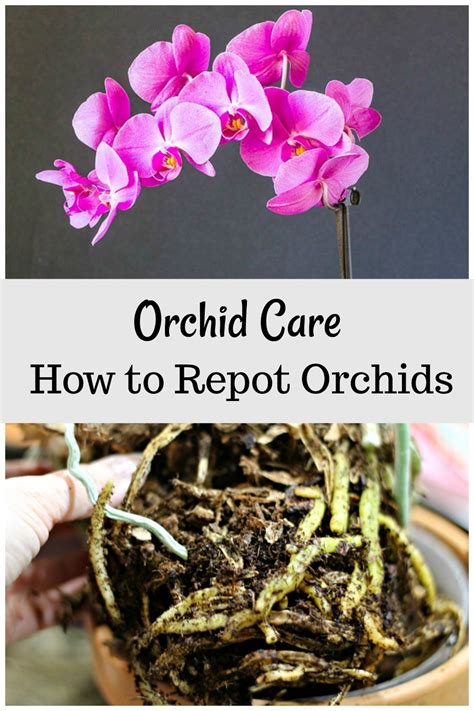 Repotting Orchids | Hearth and Vine