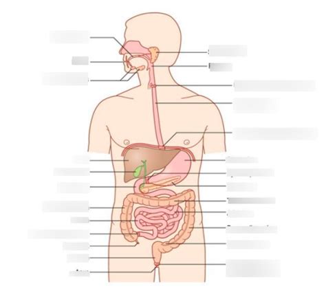 Gi Tract Diagram Quizlet