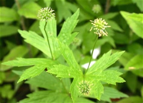 Anémone du Canada informations Fleurs sauvage du Québec