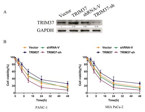 Trim Mediates Chemoresistance And Maintenance Of Stemness In