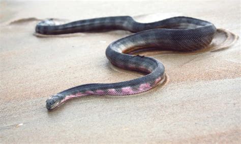 Hook-Nosed Sea Snake Pictures - AZ Animals