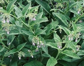 Comfrey Root Cuttings Etsy