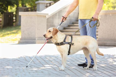 Guide Dog Is Helping A Blind Man Stock Photo Image Of Animal Love