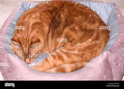 Sleeping Cat In Basket Stock Photo Alamy