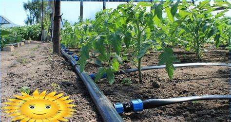 Irrigation goutte à goutte installation correcte et fonctionnement à