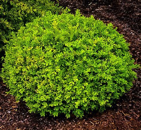 Baby Gem Boxwood Shrubs For Sale The Tree Center