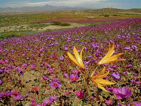 CHILE: Trekking the Atacama Desert, the Driest Place On Earth