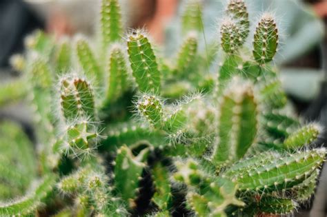 Spikes Of A Cactus · Free Stock Photo