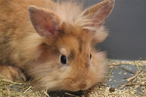 Adoption de Calimero Indéfinie lapin nain bélier région Île de France