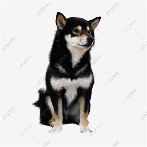 A Small Black And White Dog Sitting Down