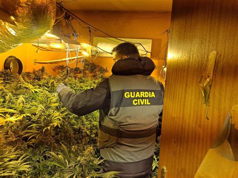 Tres Detenidos Por Cultivar M S De Plantas De Marihuana En Dos