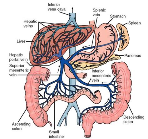 Diagram Of Arterial Portal System Pvt Vein Thrombosis Transj