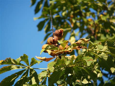 Free Images Tree Nature Branch Blossom Prickly Fruit Sunlight