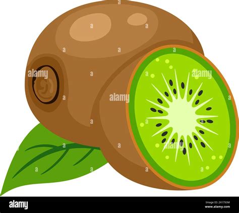 Vector Illustration Of Whole Kiwi Fruit Leaf And A Kiwi Fruit Cut