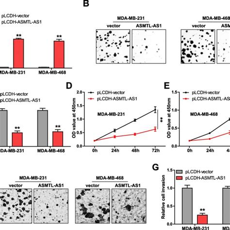 Overexpression Of Asmtl As Inhibits Tnbc Cell Proliferation And