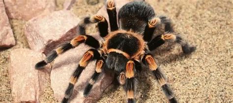 Conozca la Araña Pica Caballo su veneno no mata al ganado pueden