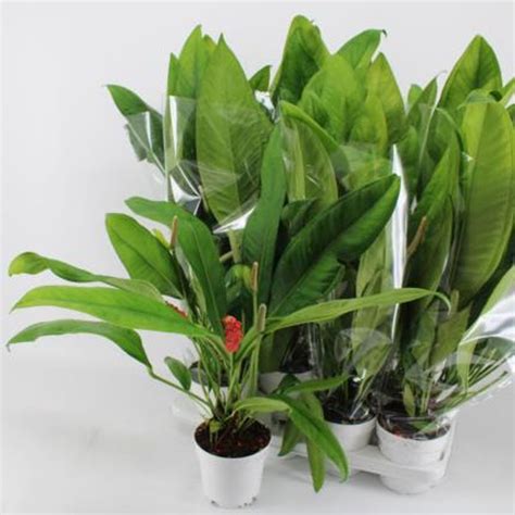 Anthurium Gracile Red Pearl Anthurium Floraria Secret Garden Sg